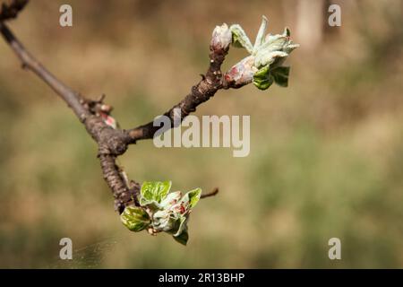 Au début du printemps, les bourgeons se sont enfoutés et s'étendent sur les premières feuilles de l'arbre fruitier, la poire. Début des travaux agricoles de printemps Banque D'Images