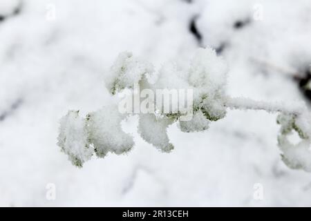 Des feuilles vertes sur une framboise, de la neige et de la pluie y sont tombées au début du printemps. Des gelées inattendues et un mauvais temps en avril Banque D'Images