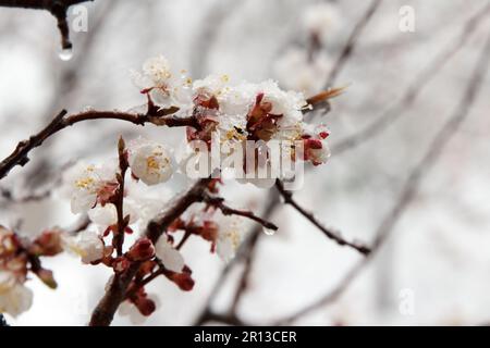 Une forte pression froide avec la pluie et la neige est tombée sur un abricot fruit arbre, qui a fleuri avec dense fleurs blanches dans le jardin au printemps. Banque D'Images