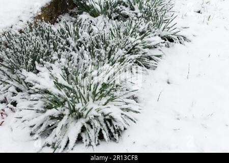 Les buissons de Daffodil avec bourgeons sont sous la neige tombée dans le jardin au début du printemps. Bruit anormal du froid en avril Banque D'Images