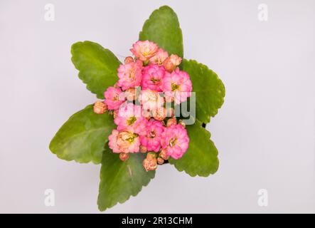 Kalanchoe en fleurs dans un pot, isolé sur fond blanc avec espace libre isolé Banque D'Images