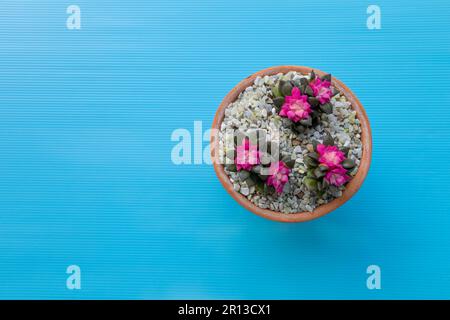 Anacamseros rufescens, cactus succulent rose et vert du lever du soleil, rose de sable Banque D'Images