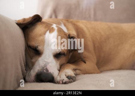 Portrait d'un chien dormant sur un canapé à la lumière du jour. Sleepy staffordshire terrier mutt, rêverie, prendre une sieste l'après-midi Banque D'Images