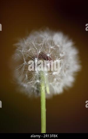 Fleur sauvage gros plan taraxacum officinale pissenlit boule de soufflage asteraceae famille botanique fond de haute qualité photo instantanée de stock Banque D'Images