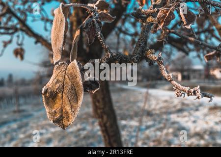 Feuilles givrée sur un pommier le matin d'hiver ensoleillé Banque D'Images