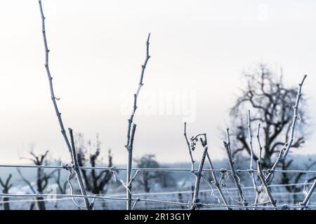 Vue sur les vignes lors d'une matinée hivernale glacielle Banque D'Images