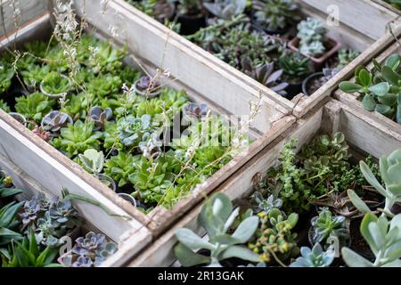 Plante succulente dans de petits pots en caisses en bois. Magasin d'usine, concept de fleuriste Banque D'Images