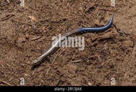 Une jeune Skink à plusieurs lignes du Nord (Pestiodon multivirgatus multivirgatus) du comté de Weld, Colorado, États-Unis. Banque D'Images