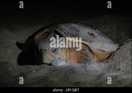 Une tortue à tête creuse (Caretta caretta) excavant son nid sur la côte des Caraïbes de la péninsule du Yucatan. Banque D'Images