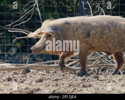 Un gros plan d'un cochon de Turopolje marchant dans la boue. Parc naturel de Lonjsko Polje, Croatie. Banque D'Images