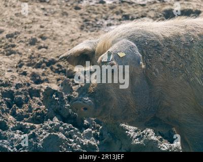 Un gros plan d'un cochon de Turopolje dans la boue. Parc naturel de Lonjsko Polje, Croatie. Banque D'Images