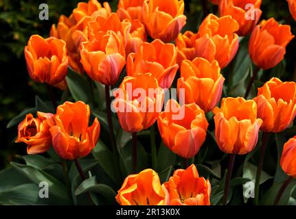 Tulip Princess Irene en gros plan. Banque D'Images