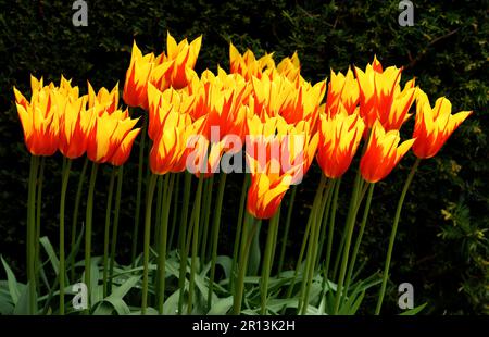 Ailes de tulipes. Banque D'Images