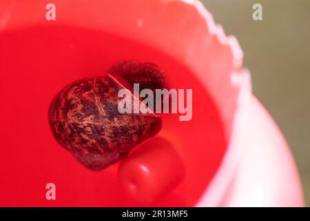 Escargot de jardin à l'intérieur d'un vieux plastique rouge décoloré arroser peut mollusque montrant extérieur coquillages image de gros plan Banque D'Images