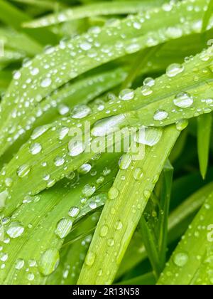 L'herbe verte luxuriante et vibrante avec de l'eau étincelante tombe après la pluie. Banque D'Images