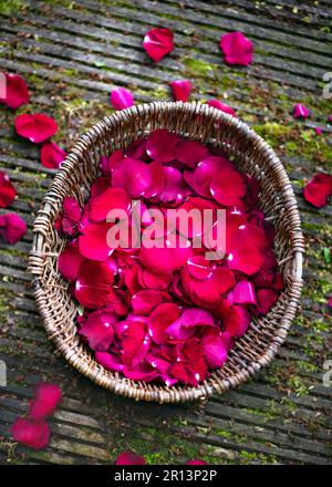 Vue de dessus de panier en osier avec pétales de rose rouge fraîchement cueillis dans le jardin pour la préparation de sirop, huile essentielle, dessert, séchage, décoration de mariage Banque D'Images