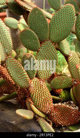 Un cactus de Pear de Prickly. Banque D'Images