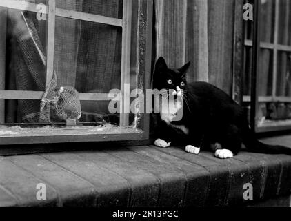 Chat noir et blanc appelé Kite-Koo, Johannesburg, Afrique du Sud. Banque D'Images