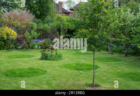 No Mow May: Des cercles d'herbe laissés non coupés dans un jardin de banlieue à Pinner, nord de Londres, Royaume-Uni. La pelouse longue attire la faune et est bonne pour la biodiversité Banque D'Images