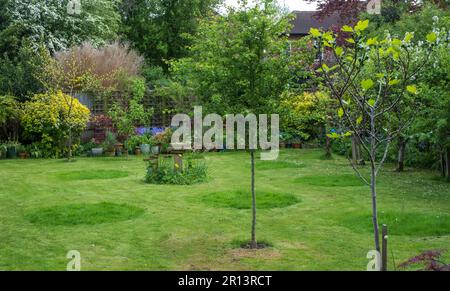 No Mow May: Des cercles d'herbe laissés non coupés dans un jardin de banlieue à Pinner, nord de Londres, Royaume-Uni. La pelouse longue attire la faune et est bonne pour la biodiversité Banque D'Images