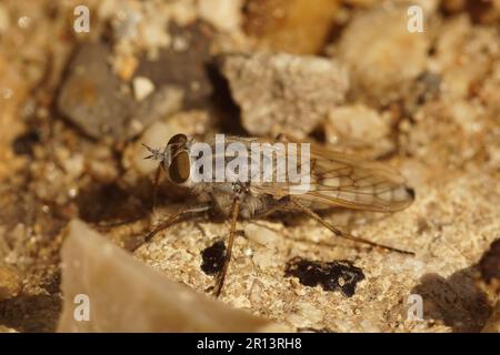 Gros plan sur la côte européenne de l'argent-stiletto, Acrosathe annulata, assis sur le sable dans les dunes Banque D'Images