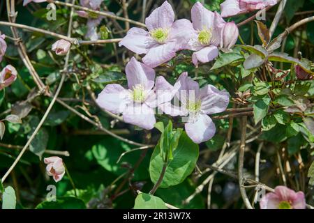 Clématis de montagne (Clematis montana) fleurissent au printemps. Banque D'Images