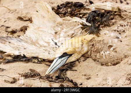 Un Gannet mort situé sur une plage de sable dans le nord de Berwick en Écosse Banque D'Images