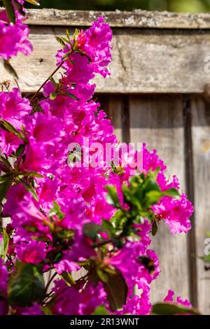 Azalea Japonica Purple - Evergreen japonais Banque D'Images