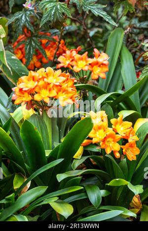 Clivia miniata, le nénuphars ou nénuphars, est une espèce de plantes à fleurs du genre Clivia de la famille des Amaryllidaceae Banque D'Images