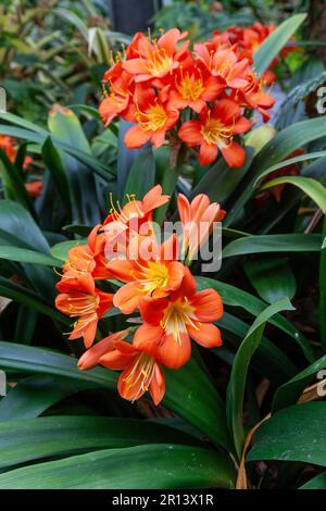 Clivia miniata, le nénuphars ou nénuphars, est une espèce de plantes à fleurs du genre Clivia de la famille des Amaryllidaceae Banque D'Images