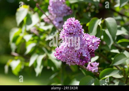 Fleurir des fleurs de lilas au printemps dans le jardin. branche de lilas violets fleuris au printemps. Lilas en fleurs. Fleur de lilas violet et violet Banque D'Images