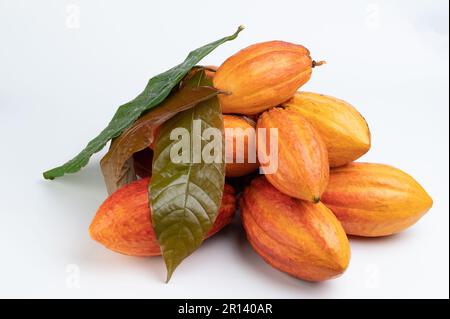 Cacao frais coloré récolte orange fruits gousses isolatées sur fond blanc studio Banque D'Images