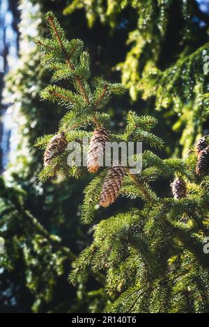 Les rayons du soleil de printemps tombant sur un cône Banque D'Images