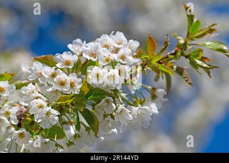 Cerisier à fleurs, Prunus avium, au printemps Banque D'Images