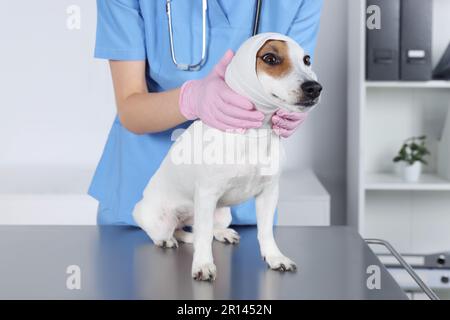 Vétérinaire appliquant le bandage sur la tête du chien à la table en clinique, gros plan Banque D'Images