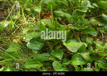 De belles plantes plantain vert à feuilles larges poussent à l'extérieur par beau soleil Banque D'Images