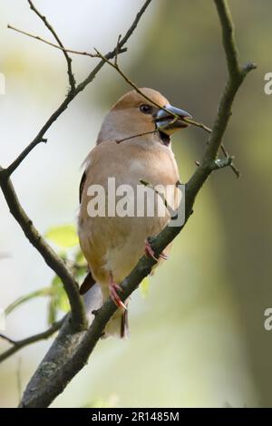 Préparations d'imbrication... Hawfinch ( Coccothrautes coccothrautes ), femelle avec matériel de nidification dans le bec Banque D'Images