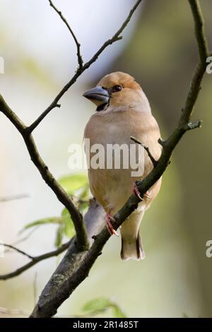 oiseau de forêt indigène... Hawfinch ( Coccothrautes coccothrautes ), femelle en robe de reproduction, robe d'été Banque D'Images
