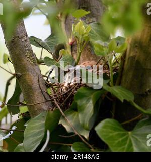 reproduction... Hawfinch ( Coccothraustes coccothraustes ), femelle, oiseau adulte sur nid Banque D'Images