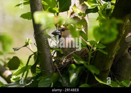 quitter le nid... Hawfinch ( Coccothrautes coccothrautes ), oiseau adulte femelle pendant la saison de reproduction Banque D'Images