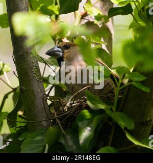 quitter le nid... Hawfinch ( Coccothrautes coccothrautes ), oiseau adulte femelle pendant la saison de reproduction Banque D'Images