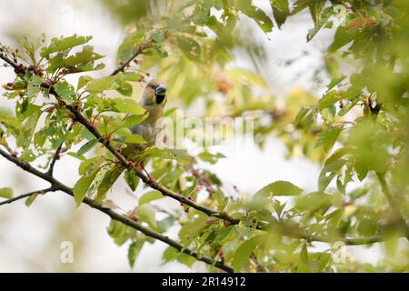 la plus grande parmi les finches indigènes... Hawfinch ( Coccothrautes coccothrautes ), oiseau mâle adulte perché dans un cerisier Banque D'Images
