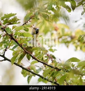la plus grande parmi les finches indigènes... Hawfinch ( Coccothrautes coccothrautes ), oiseau mâle adulte perché dans un cerisier Banque D'Images