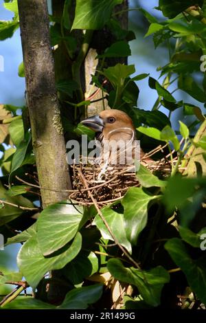 un bref coup d'œil rapide ... Hawfinch ( Coccothrautes coccothrautes ), couvant les femmes contrôlées, sécurise l'environnement Banque D'Images