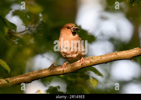 look attentif... Hawfinch ( Coccothrautes coccothrautes ), oiseau adulte femelle dans la forêt en lumière tardive Banque D'Images