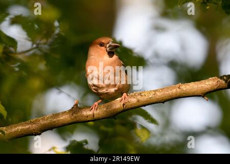 look attentif... Hawfinch ( Coccothrautes coccothrautes ), oiseau adulte femelle dans la forêt en lumière tardive Banque D'Images