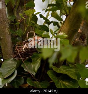 allongé au fond du nid... Hawfinch ( Coccothrautes coccothrautes ), couvées femelles d'oiseaux dans la branche d'un arbre Banque D'Images