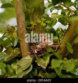 observation rare... Hawfinch ( Coccothrautes coccothrautes ) sur le nid Banque D'Images