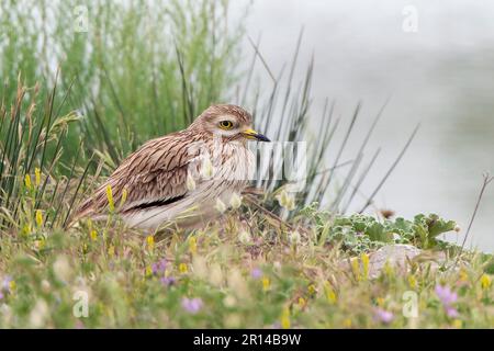 Curade en pierre eurasienne, Burhinus oedicnemus, adulte unique couché sur terre parmi la végétation courte, Albufera, Majorque, Iles Baléares, Espagne Banque D'Images