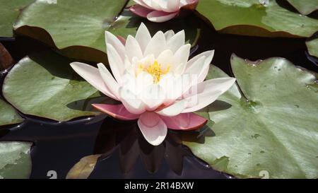 Fleur de lotus légèrement rose dans un habitat naturel. Eau sombre d'un étang avec de beaux nénuphars. Banque D'Images